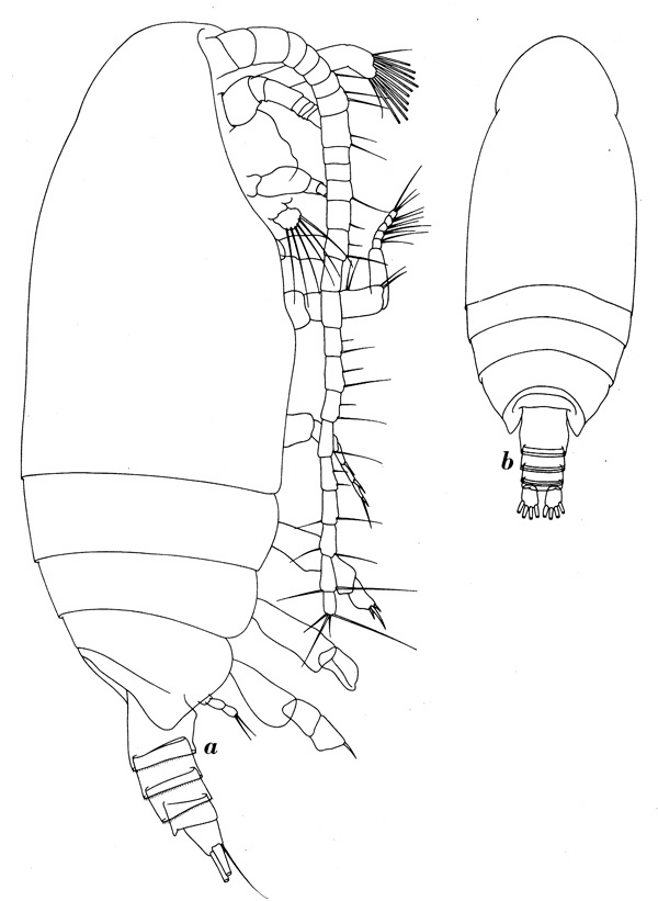 Espèce Mixtocalanus alter - Planche 4 de figures morphologiques