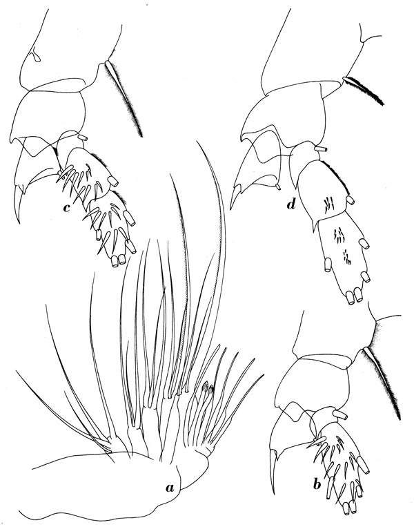 Espèce Mixtocalanus alter - Planche 6 de figures morphologiques