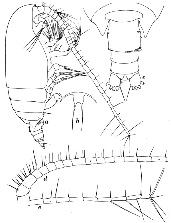 Espce Scolecitrichopsis tenuipes - Planche 2 de figures morphologiques