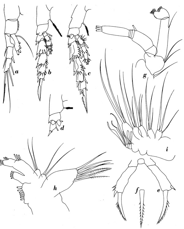 Espce Scolecitrichopsis tenuipes - Planche 3 de figures morphologiques