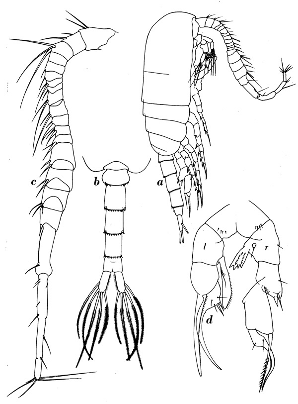 Species Pseudodiaptomus serricaudatus - Plate 5 of morphological figures