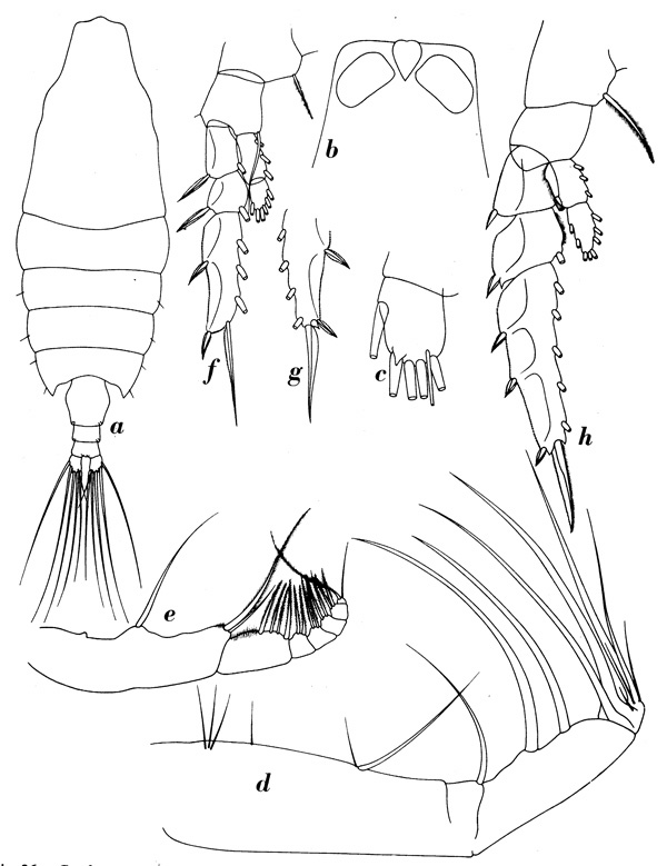 Espèce Candacia magna - Planche 2 de figures morphologiques