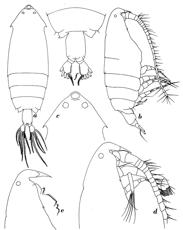 Espèce Pontella gaboonensis - Planche 1 de figures morphologiques