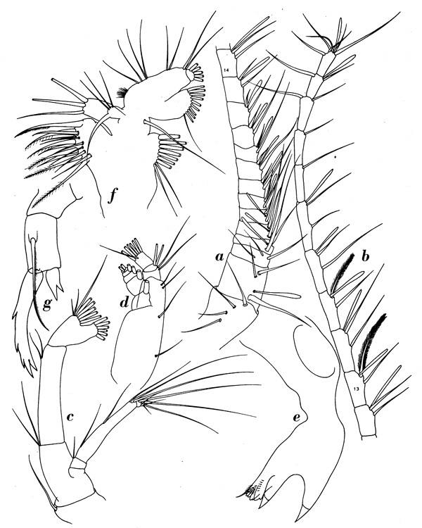 Espèce Pontella gaboonensis - Planche 3 de figures morphologiques
