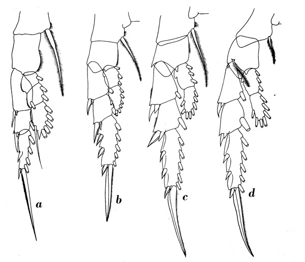 Espèce Pontella gaboonensis - Planche 4 de figures morphologiques