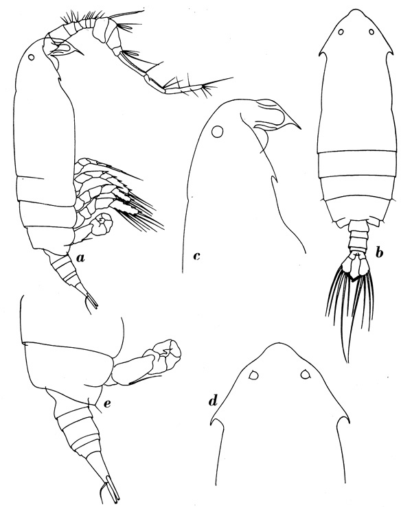 Espèce Pontella gaboonensis - Planche 5 de figures morphologiques