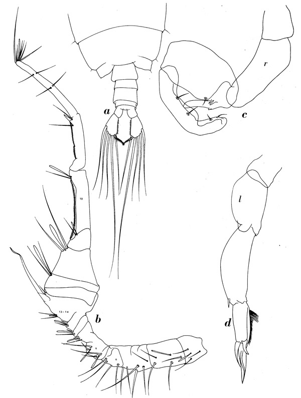 Espèce Pontella gaboonensis - Planche 6 de figures morphologiques