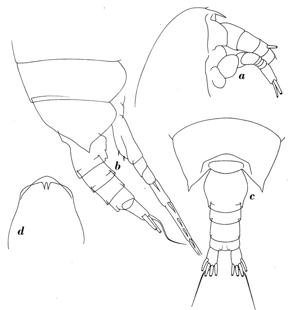 Species Paivella inaciae - Plate 2 of morphological figures