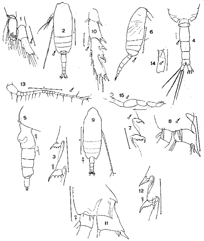 Espèce Ctenocalanus vanus - Planche 2 de figures morphologiques