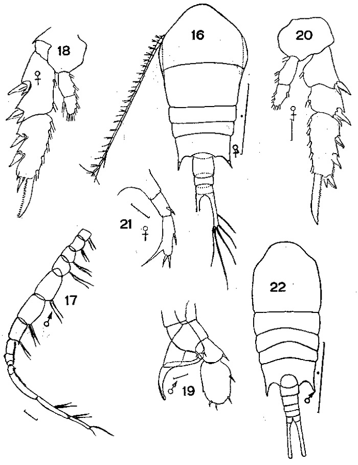 Espce Temora stylifera - Planche 3 de figures morphologiques