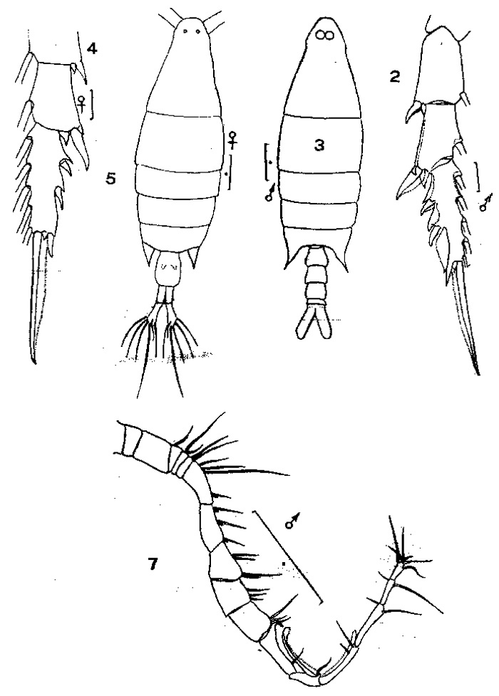 Espèce Labidocera fluviatilis - Planche 2 de figures morphologiques