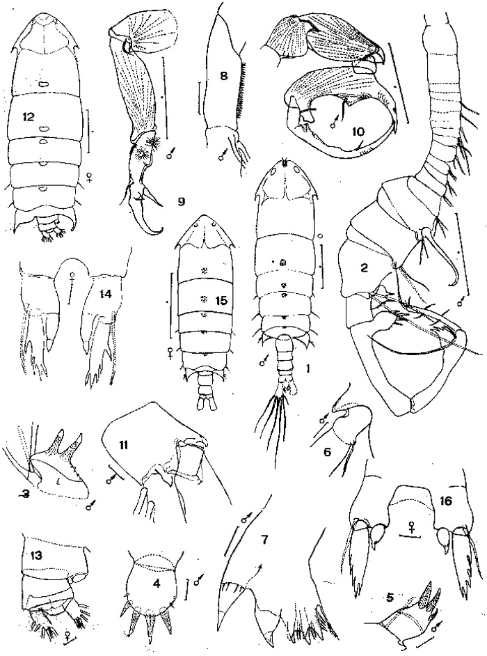 Species Pontella patagoniensis - Plate 1 of morphological figures