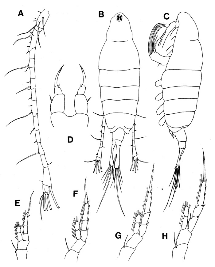 Species Tortanus (Atortus) capensis - Plate 1 of morphological figures