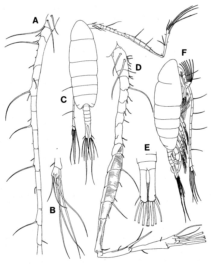 Species Tortanus (Atortus) capensis - Plate 2 of morphological figures