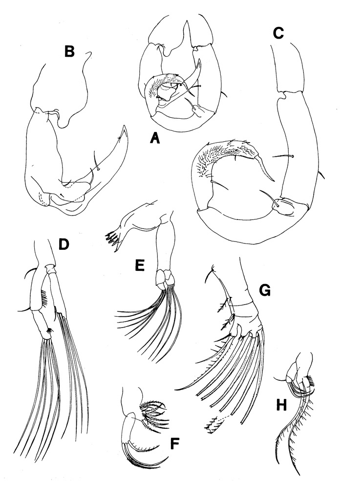 Species Tortanus (Atortus) capensis - Plate 3 of morphological figures
