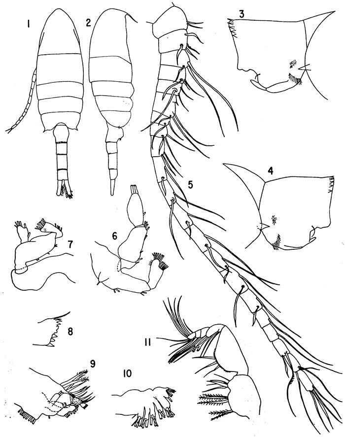 Espce Pseudodiaptomus marinus - Planche 1 de figures morphologiques