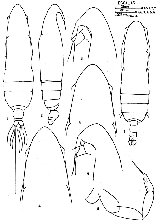 Espèce Subeucalanus monachus - Planche 4 de figures morphologiques