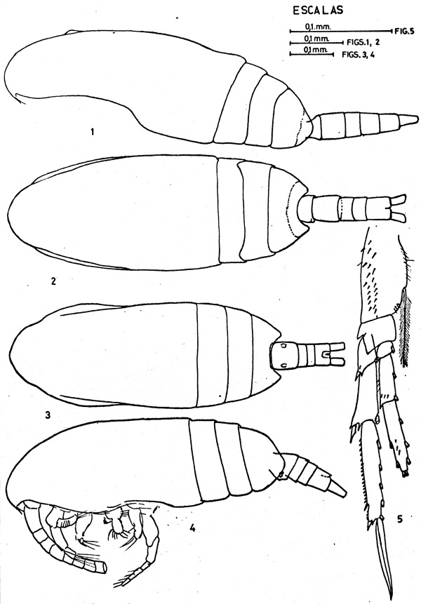Species Paracalanus parvus - Plate 4 of morphological figures