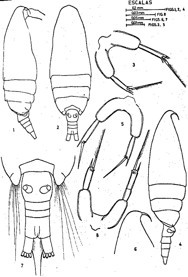 Espce Paracalanus denudatus - Planche 1 de figures morphologiques