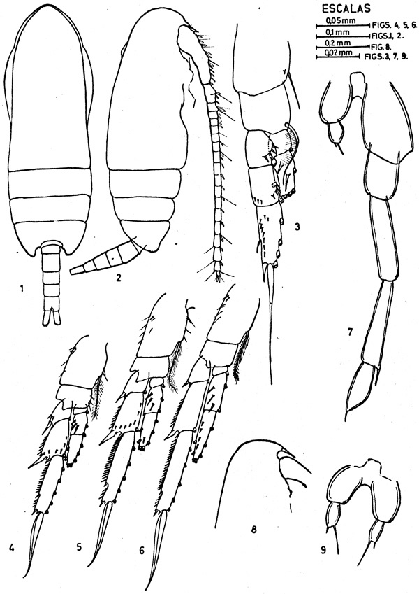 Espèce Paracalanus nanus - Planche 2 de figures morphologiques