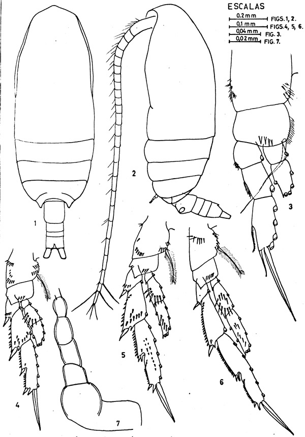 Espèce Acrocalanus longicornis - Planche 3 de figures morphologiques