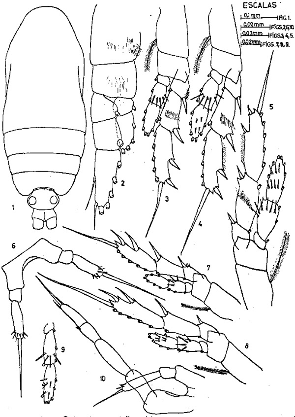 Espce Calocalanus styliremis - Planche 3 de figures morphologiques