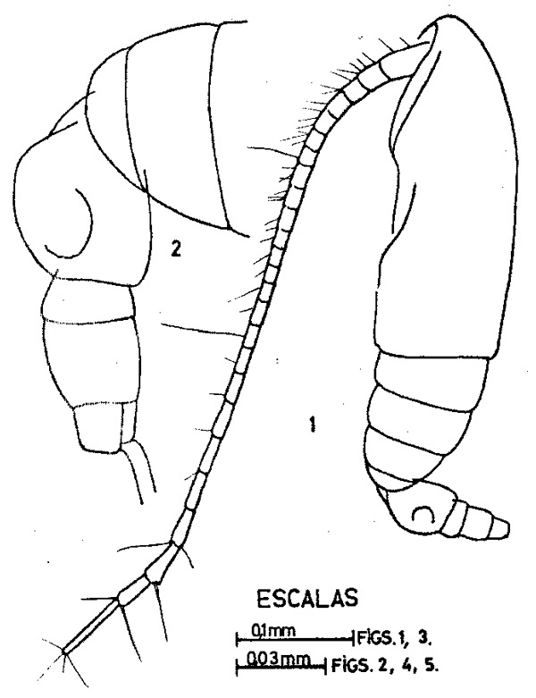 Espèce Calocalanus elegans - Planche 1 de figures morphologiques