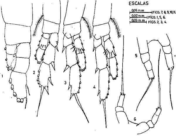 Espèce Calocalanus plumatus - Planche 1 de figures morphologiques