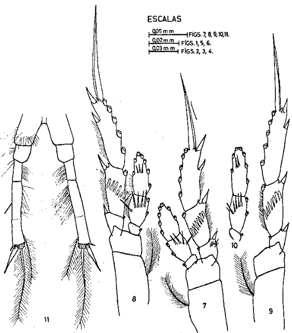 Espèce Calocalanus plumulosus - Planche 4 de figures morphologiques