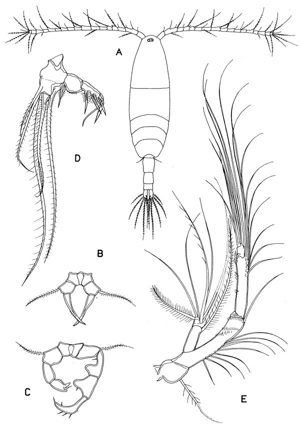 Species Acartia (Acartiura) clausi - Plate 2 of morphological figures