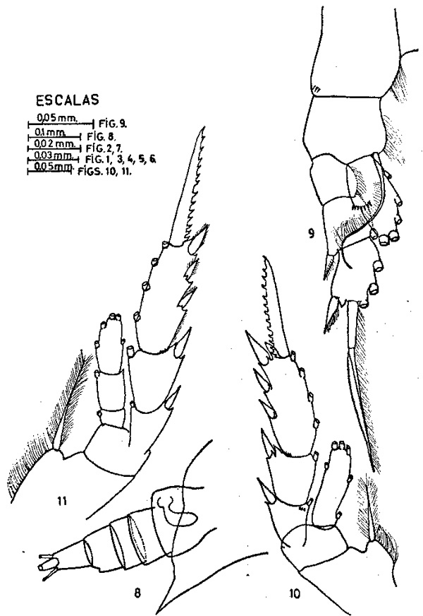 Species Aetideus acutus - Plate 6 of morphological figures
