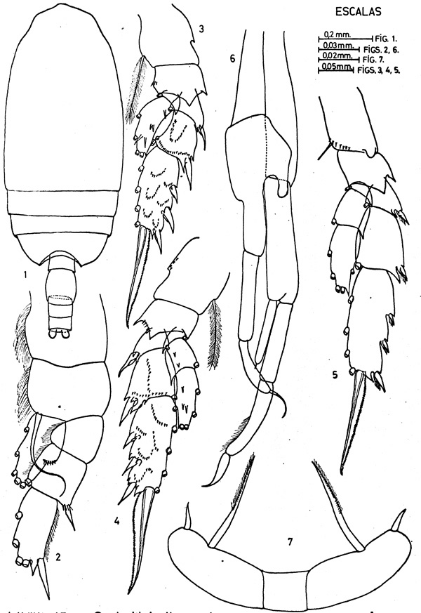 Espèce Scolecithricella tenuiserrata - Planche 5 de figures morphologiques