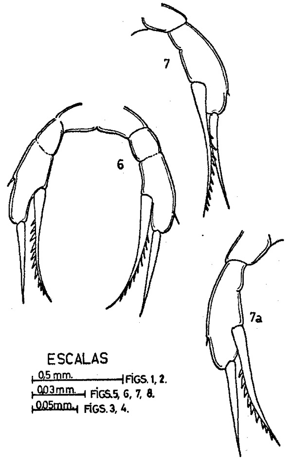 Espèce Scaphocalanus echinatus - Planche 6 de figures morphologiques