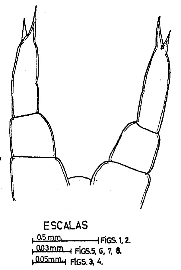 Espèce Temora turbinata - Planche 4 de figures morphologiques