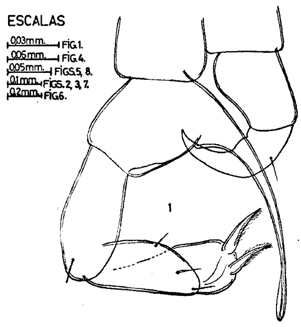 Espèce Temora turbinata - Planche 5 de figures morphologiques