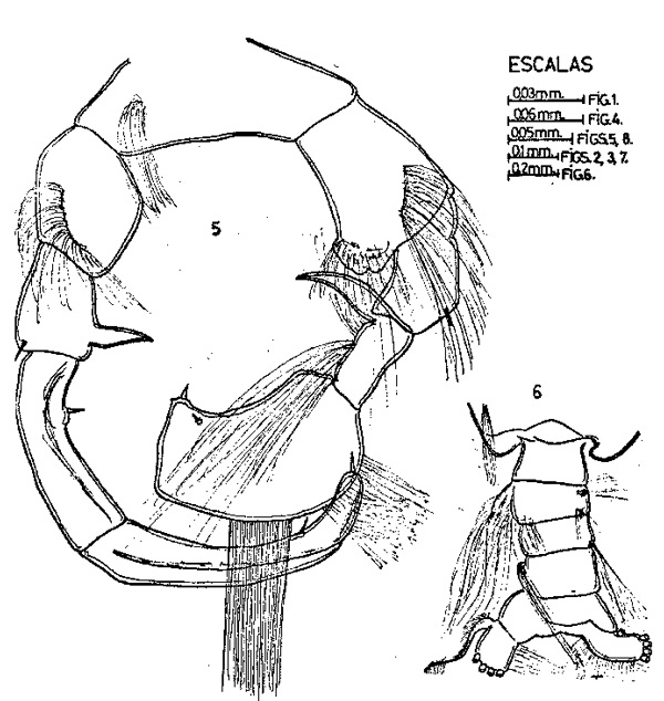 Espèce Pleuromamma abdominalis - Planche 4 de figures morphologiques