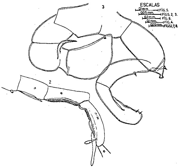 Espce Pleuromamma gracilis - Planche 4 de figures morphologiques