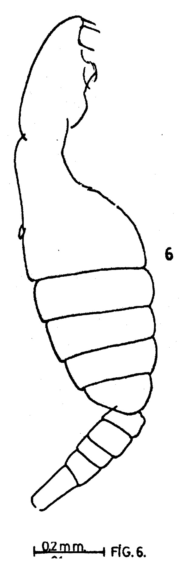 Species Centropages bradyi - Plate 5 of morphological figures