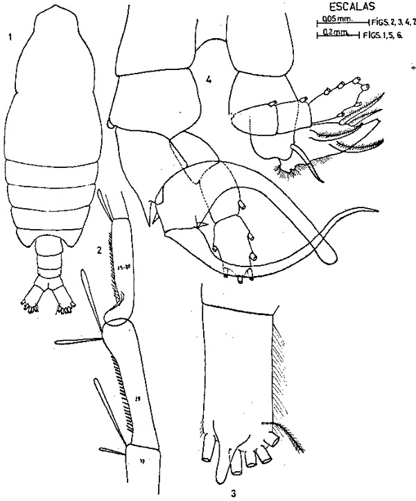 Espèce Centropages bradyi - Planche 6 de figures morphologiques