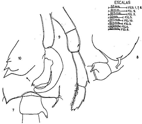 Espèce Candacia longimana - Planche 5 de figures morphologiques