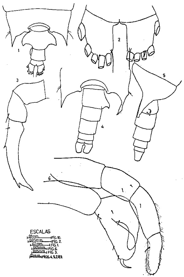 Espèce Candacia bipinnata - Planche 5 de figures morphologiques