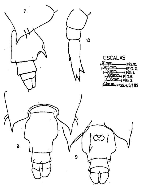 Espce Candacia curta - Planche 3 de figures morphologiques