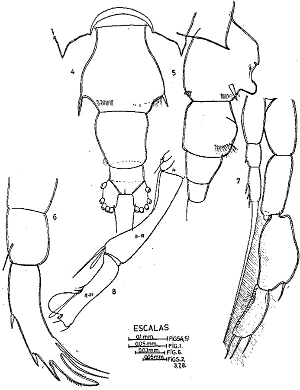 Espce Candacia bispinosa - Planche 2 de figures morphologiques