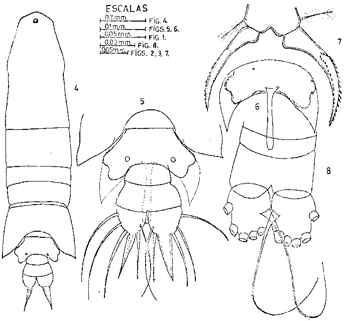 Espèce Paracartia grani - Planche 3 de figures morphologiques
