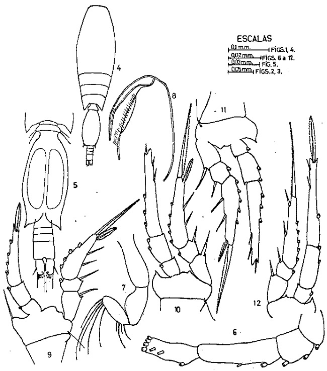 Espèce Triconia dentipes - Planche 1 de figures morphologiques