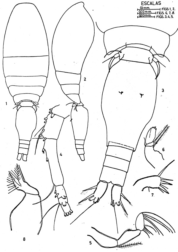 Espèce Triconia similis - Planche 1 de figures morphologiques