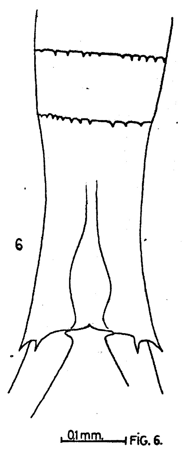Espèce Copilia quadrata - Planche 2 de figures morphologiques
