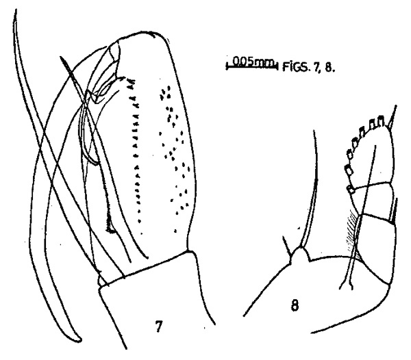 Espèce Corycaeus (Urocorycaeus) lautus - Planche 3 de figures morphologiques