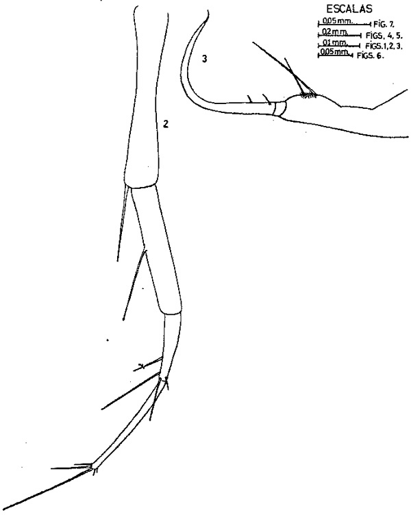 Espèce Copilia mediterranea - Planche 1 de figures morphologiques