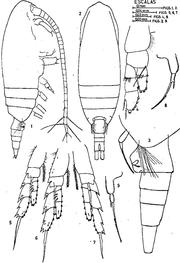 Espce Delibus nudus - Planche 1 de figures morphologiques